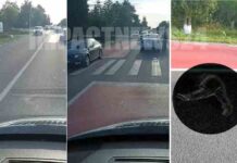 Spulberată pe trecerea de pietoni! Femeie de 75 de ani, în stare gravă după un accident produs pe E70, la Bujoreni
